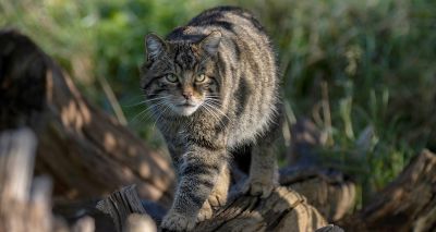 Study highlights importance of diversity to Scottish wildlife